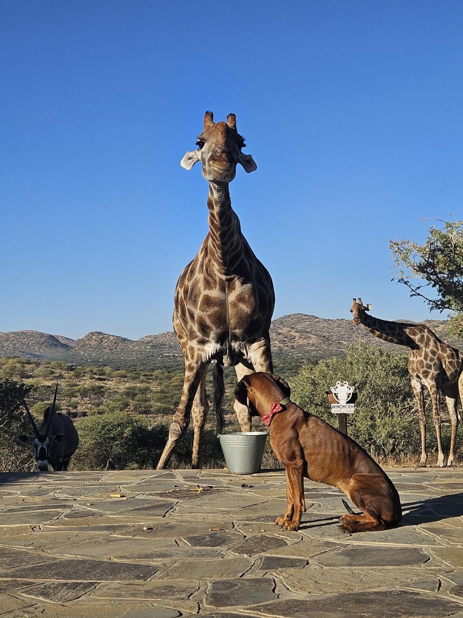 Windhoek Game Camp Lafrenz Township 외부 사진